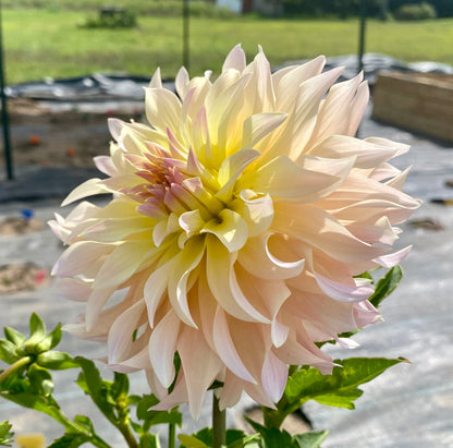 Lakeview Blush - Tuber