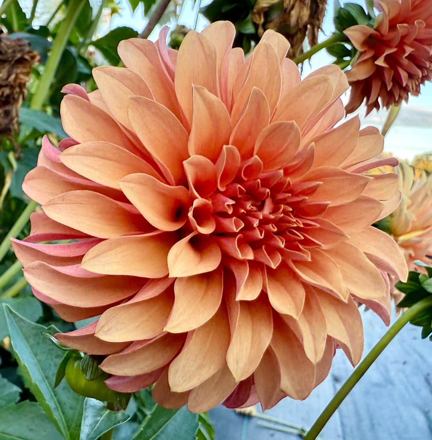 River’s Can’t Elope - Tuber