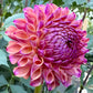 Hapet Coppery - Tuber