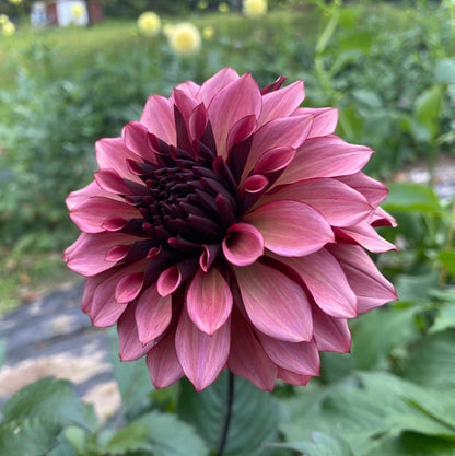 Night Silence - Tuber