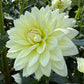 Sandia Showboat - Tuber