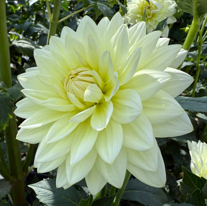 Sandia Showboat - Tuber