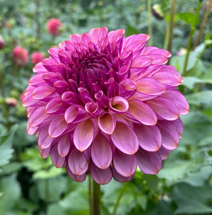 Ferncliff Thunder - Tuber