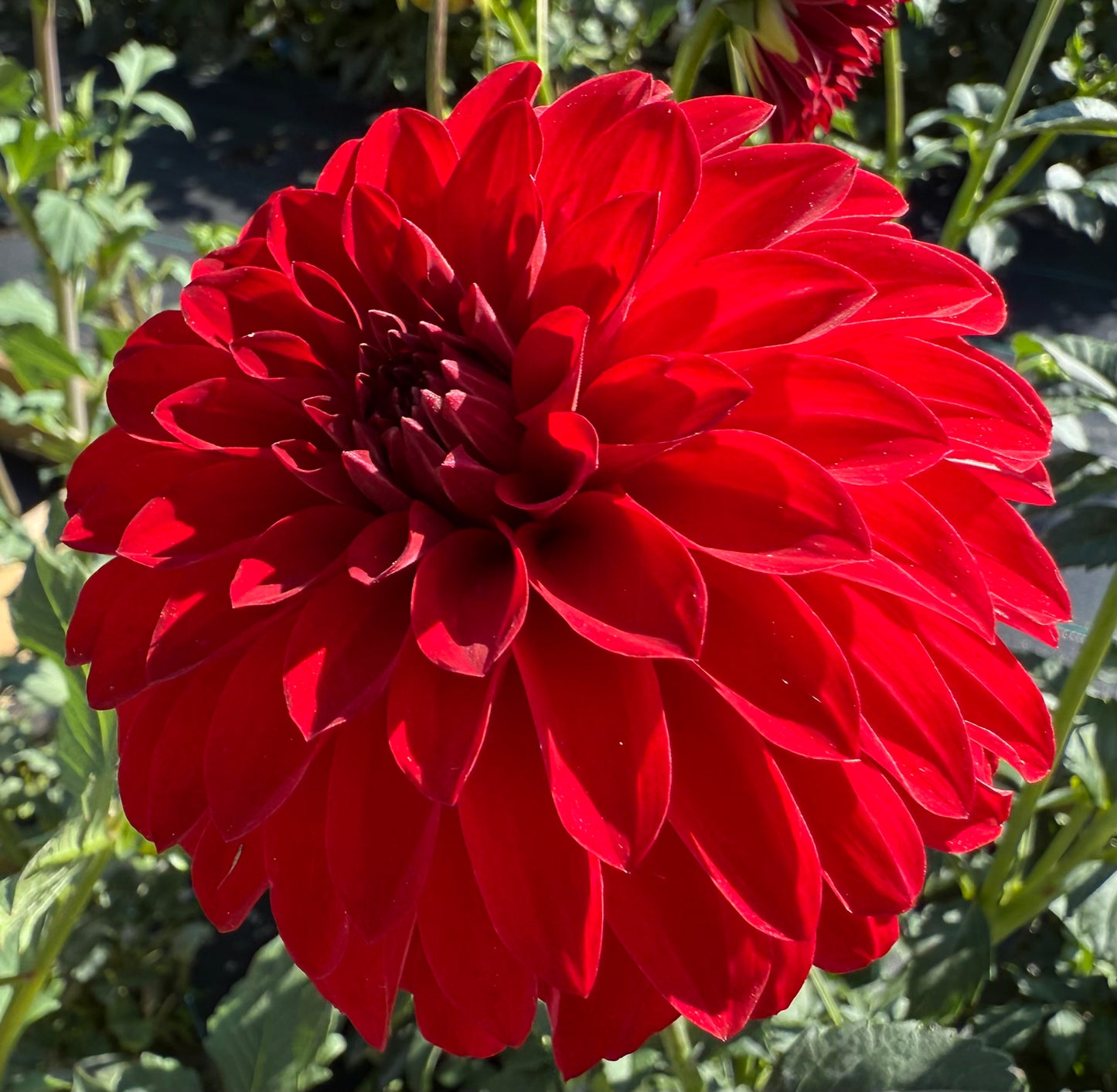 River’s Cherry Bomb - Tuber