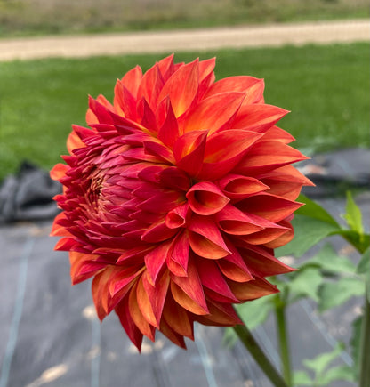 Verrone’s Sandra J - Tuber