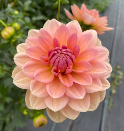 Yelno Harmony - Tuber