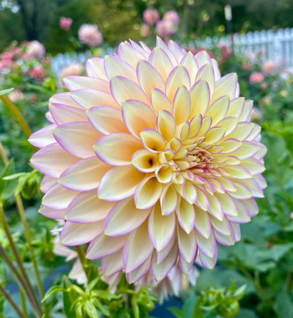 Bloomquist Blush - Tuber