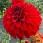 River’s Cherry Bomb - Tuber
