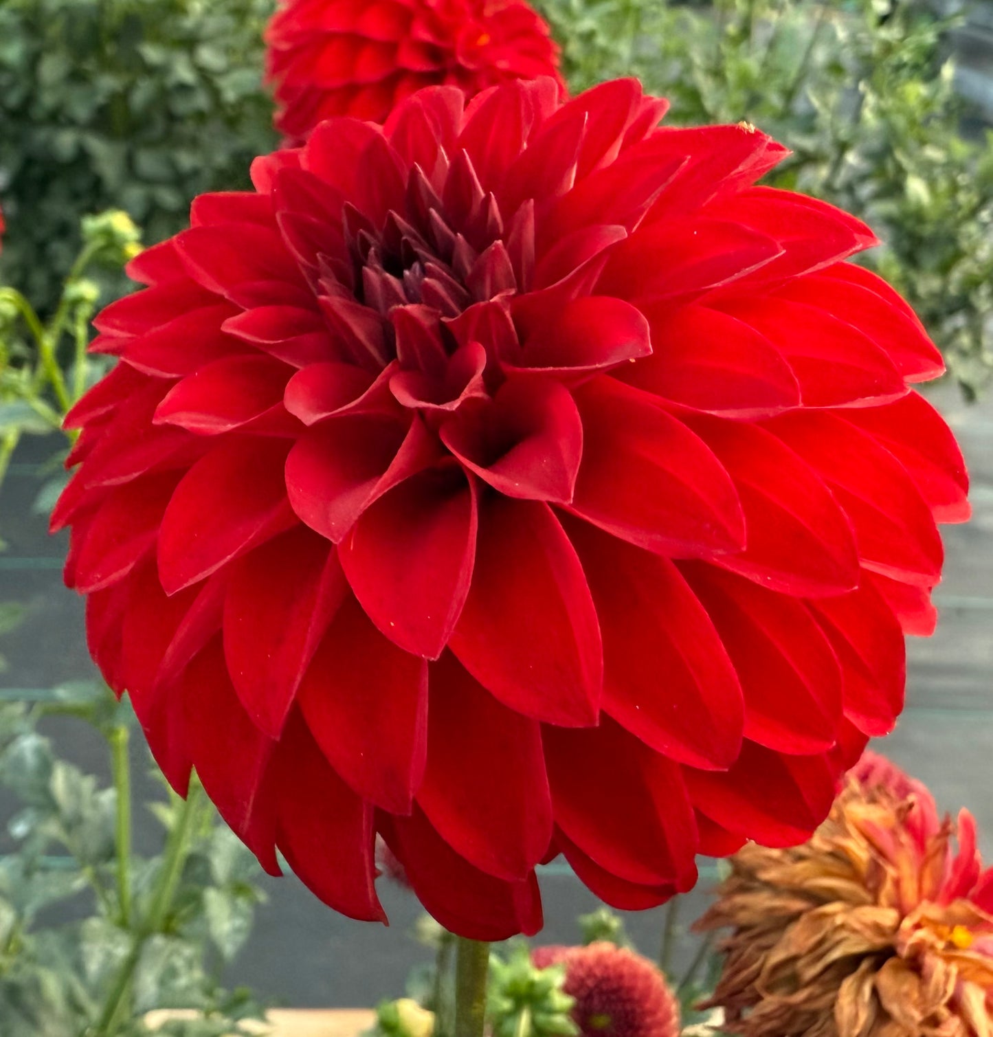 River’s Cherry Bomb - Tuber