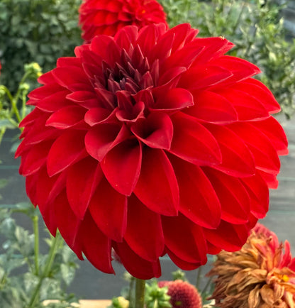 River’s Cherry Bomb - Tuber