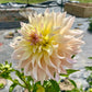 Lakeview Blush - Tuber