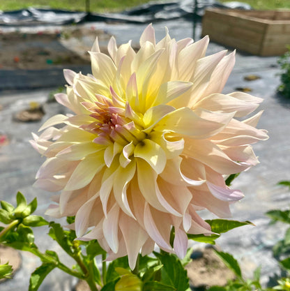 Lakeview Blush - Tuber