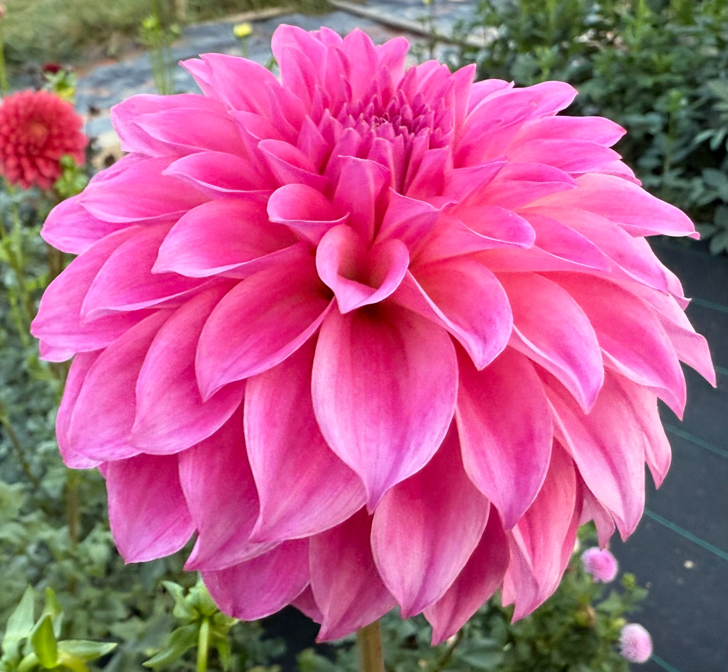 River’s Bubble Gum - Tuber