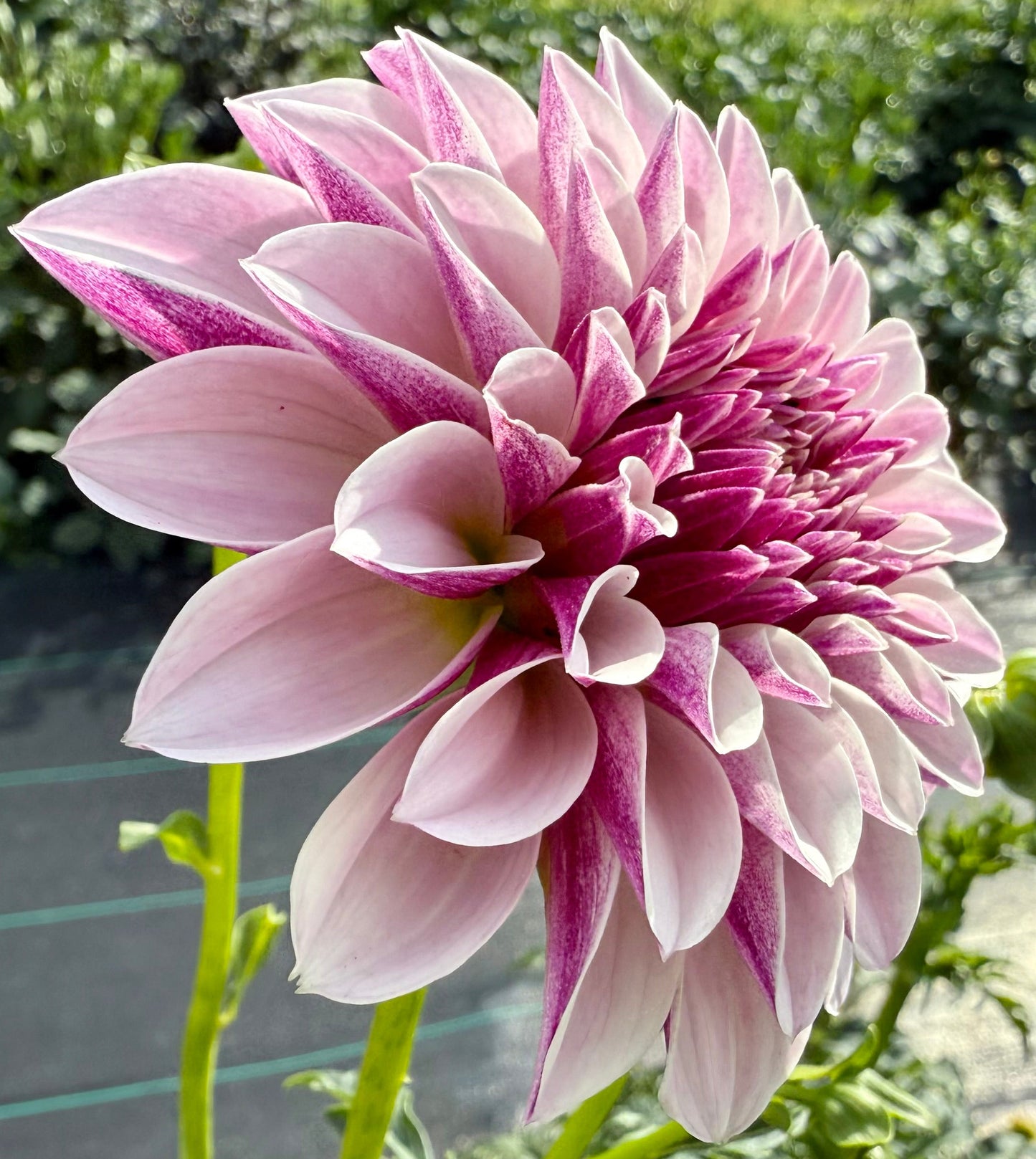 Salish Twilight Girl - Tuber