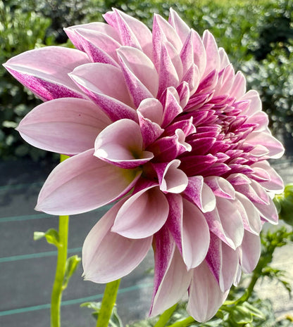 Salish Twilight Girl - Tuber