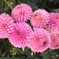 Bloomquist Pink Parfait - Tuber