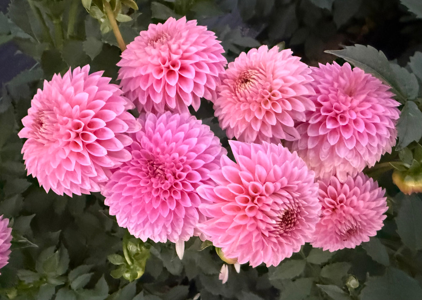 Bloomquist Pink Parfait - Tuber