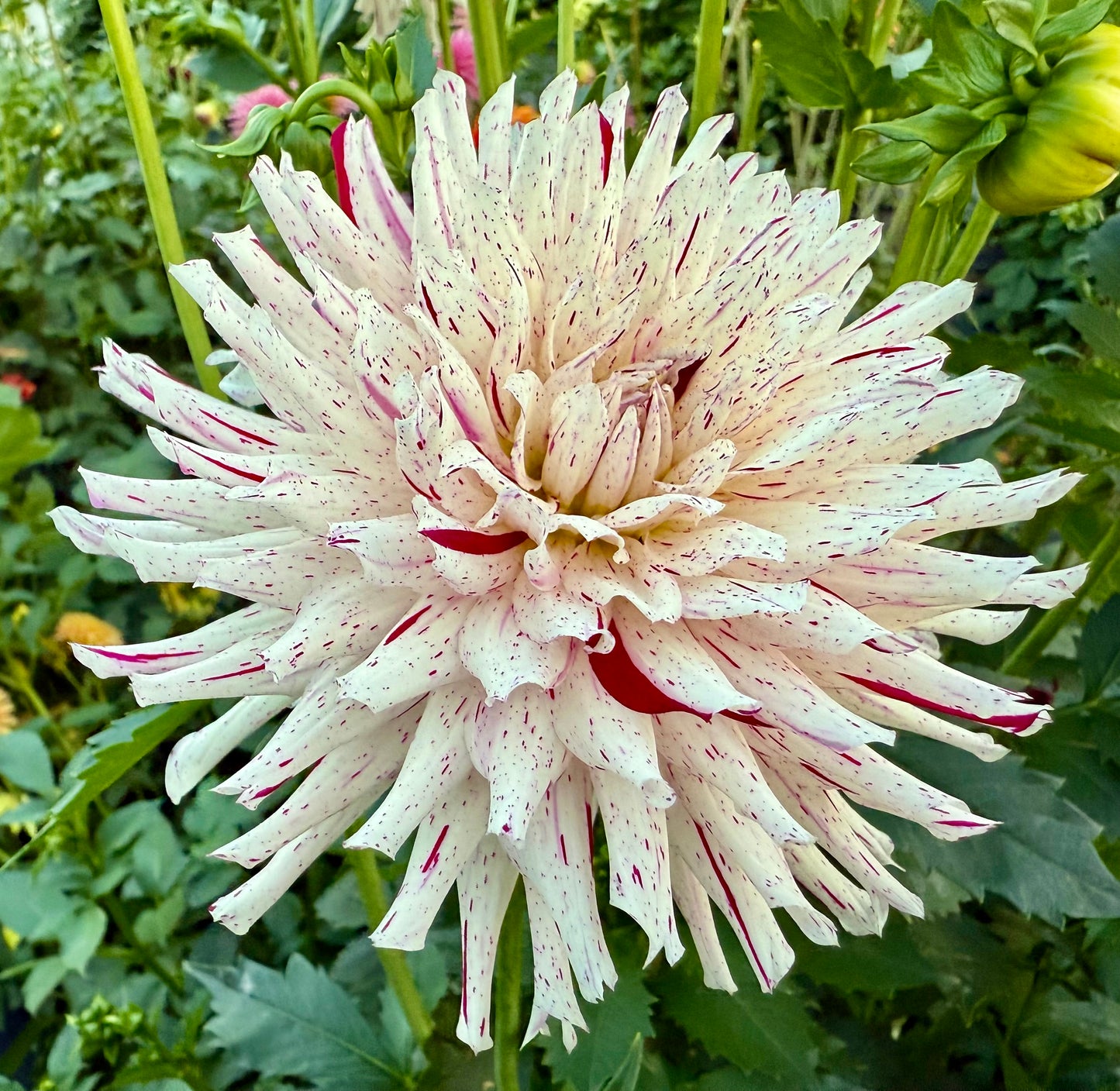 River’s Ripple - Tuber