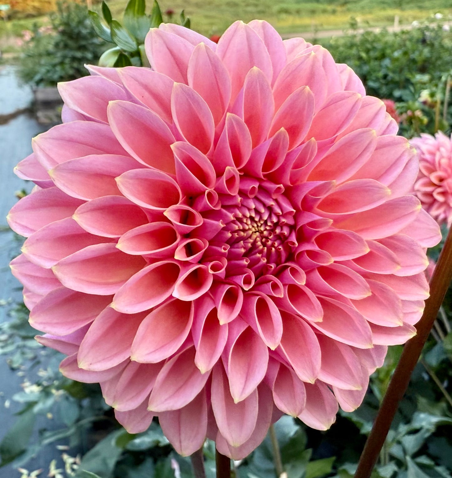 Lee’s Saltwater Taffy - Tuber