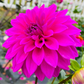 Bloomquist Ruby - Tuber