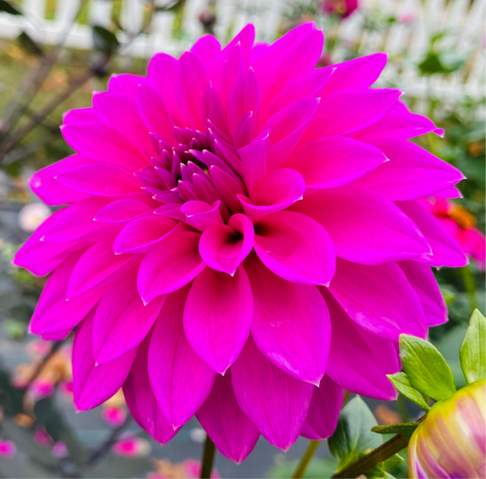 Bloomquist Ruby - Tuber