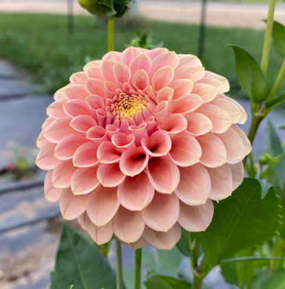 Rock Run Ashley - Tuber