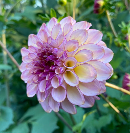 Ferncliff Thunder - Tuber