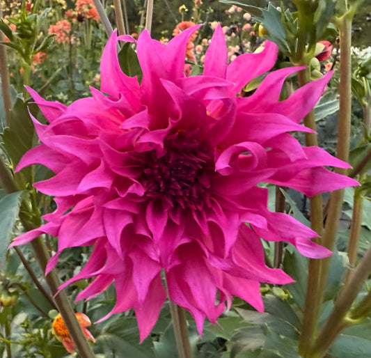 Bloomquist Twisted Sister - Tuber