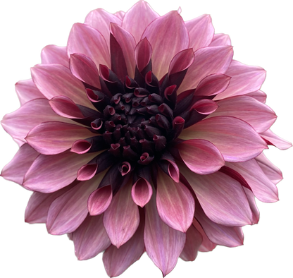 Night Silence - Tuber