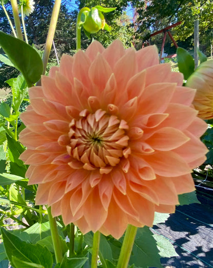 Hamilton Lillian - Tuber