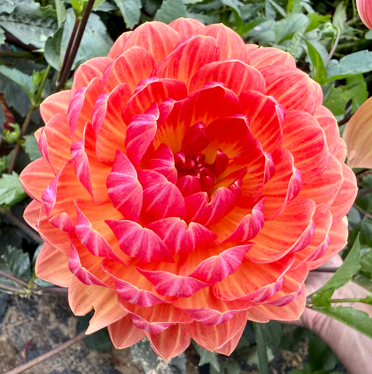 Sandia Marmalade - Tuber