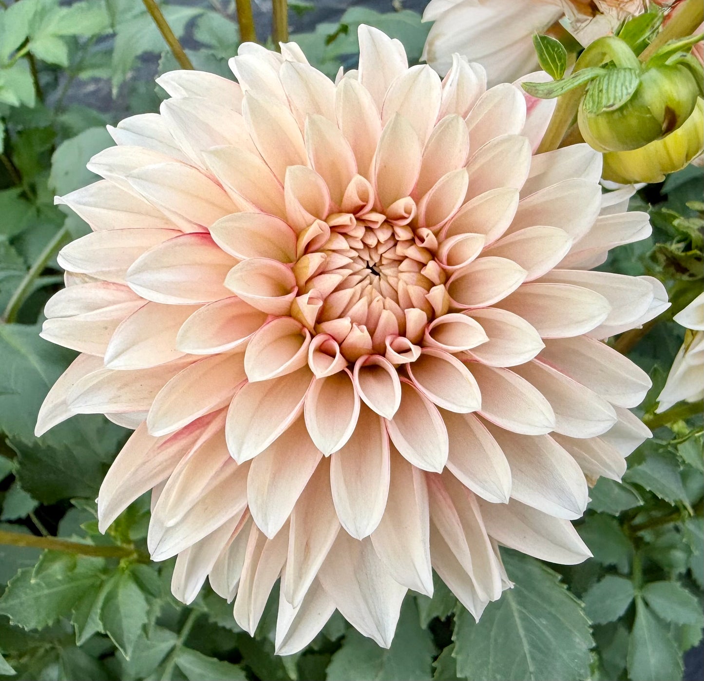 KA Mocha Jo - Tuber