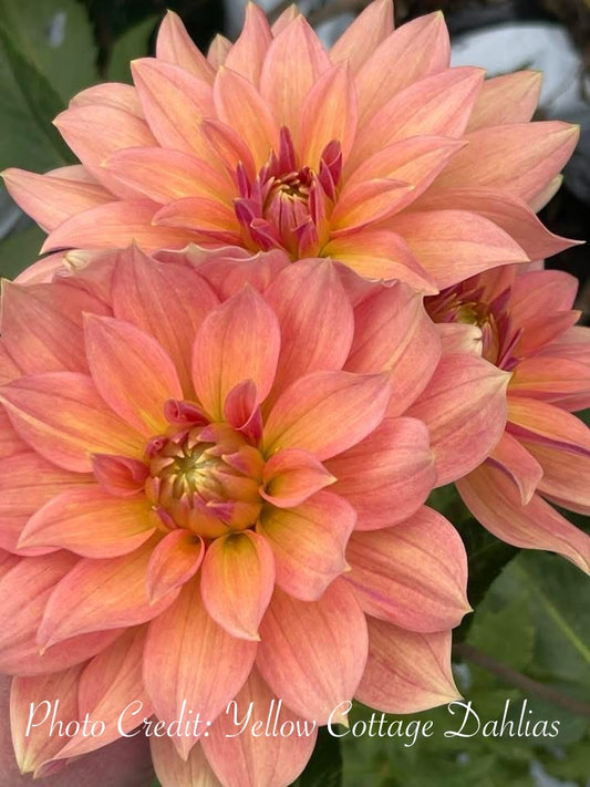 Salish October Wedding - Tuber