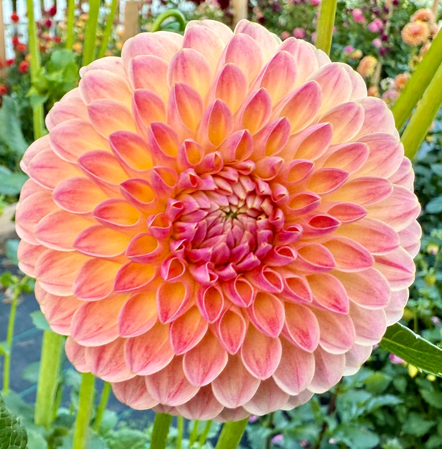 Hapet Salmon - Tuber