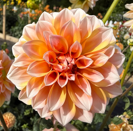 Bell’s Otago - Tuber