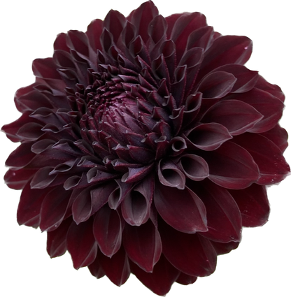 River’s Dark Chocolate - Tuber