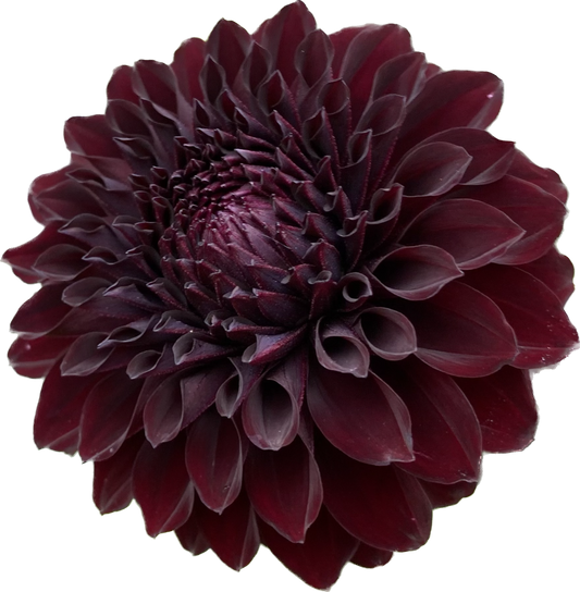 River’s Dark Chocolate - Tuber