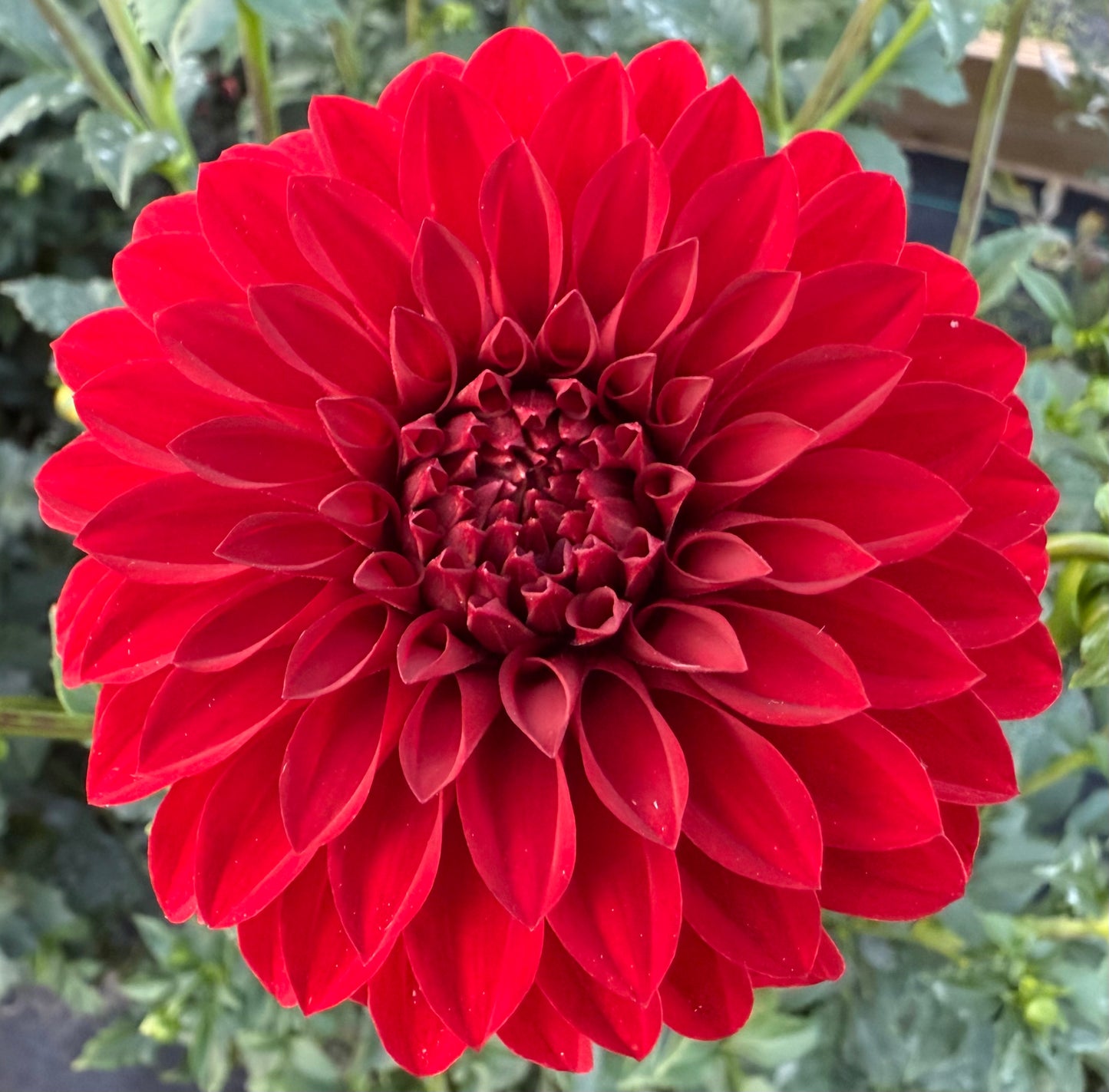 River’s Cherry Bomb - Tuber