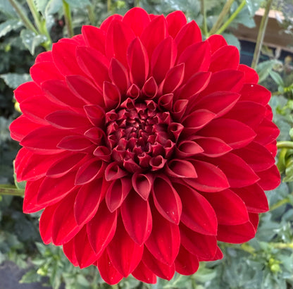 River’s Cherry Bomb - Tuber