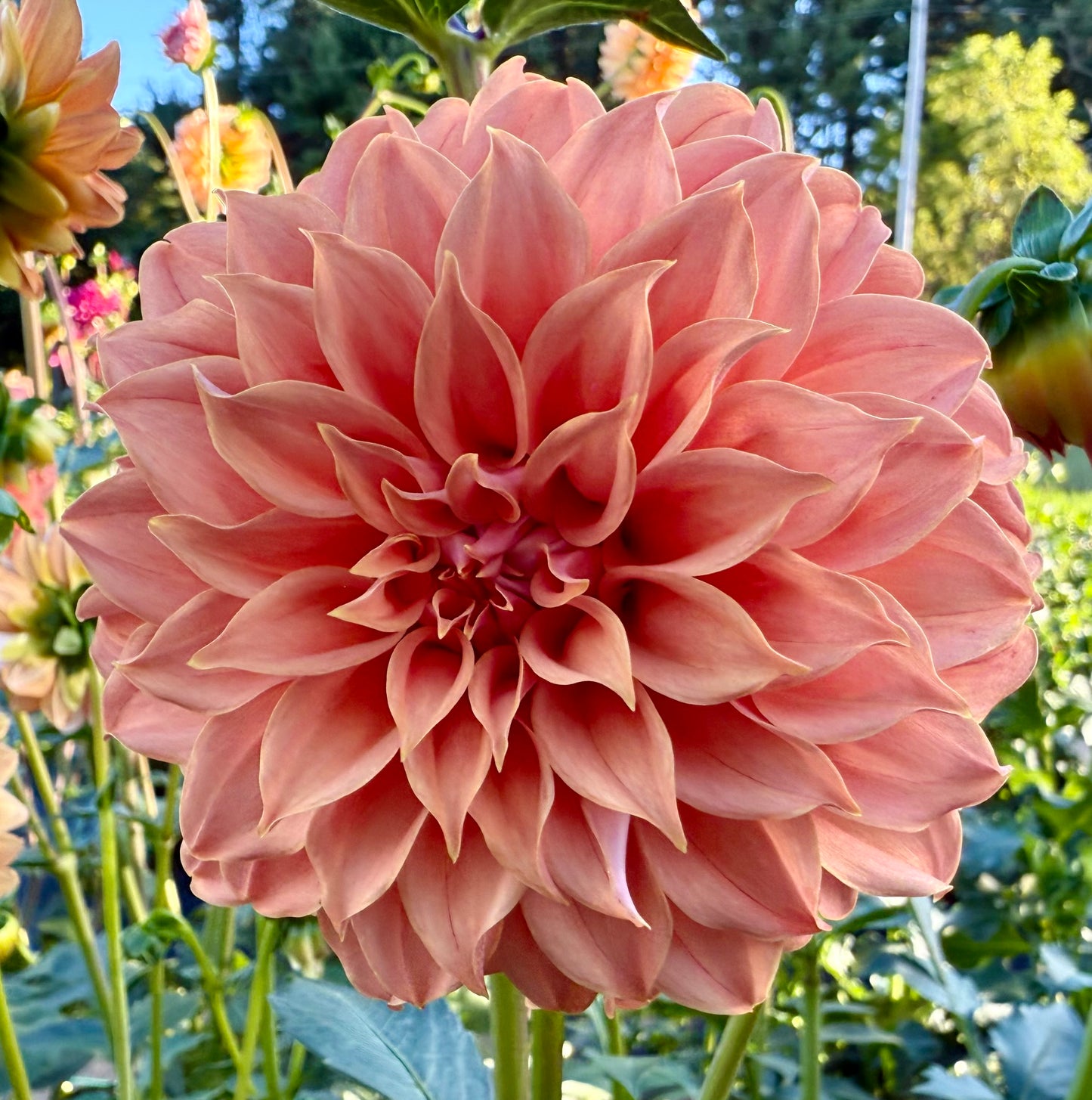 Bell’s Momo - Tuber