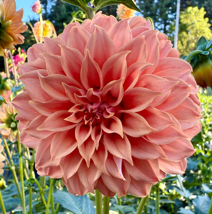 Bell’s Momo - Tuber