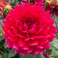 Hollyhill Pandora - Tuber