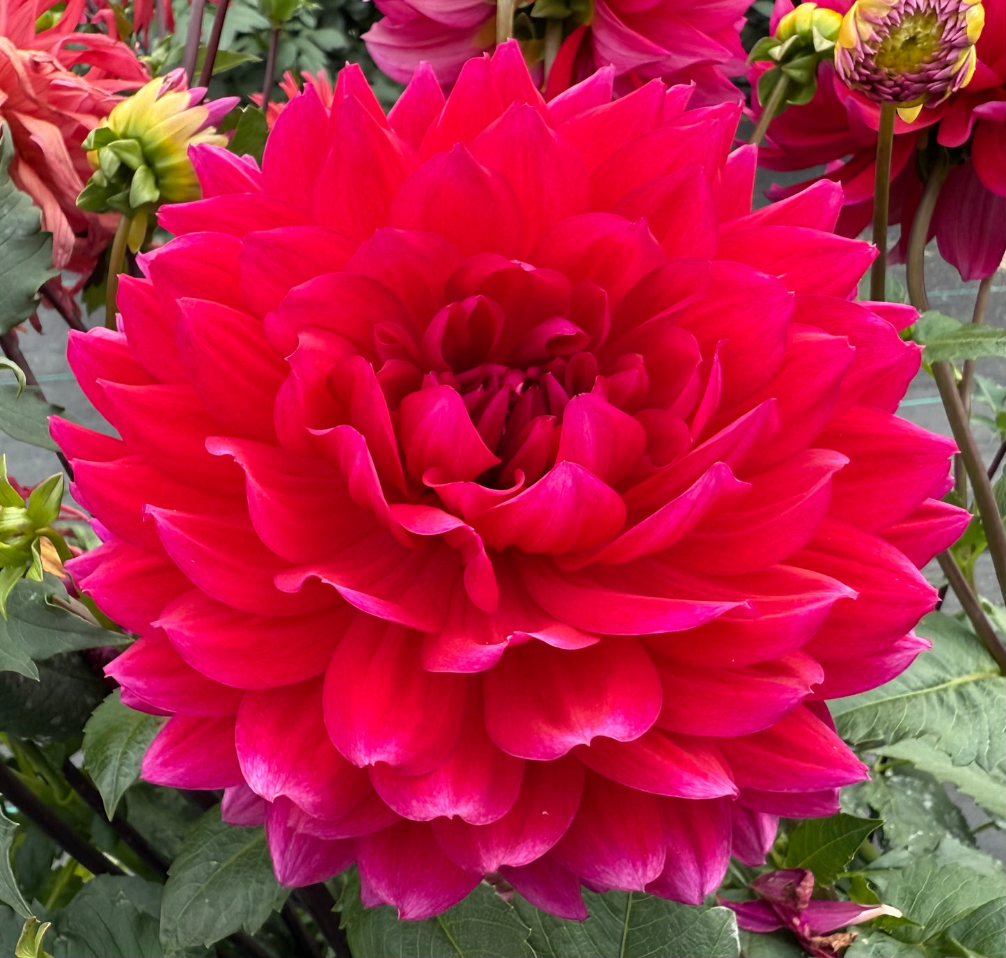 Hollyhill Pandora - Tuber