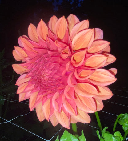 Orange Globe - Tuber