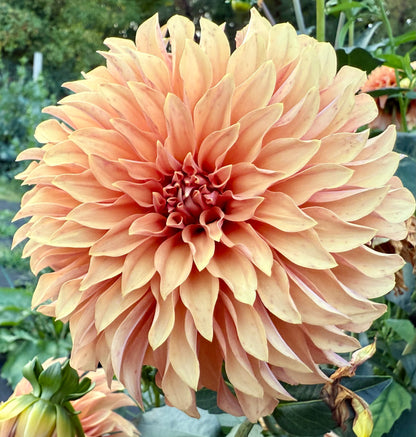 River’s Can’t Elope - Tuber