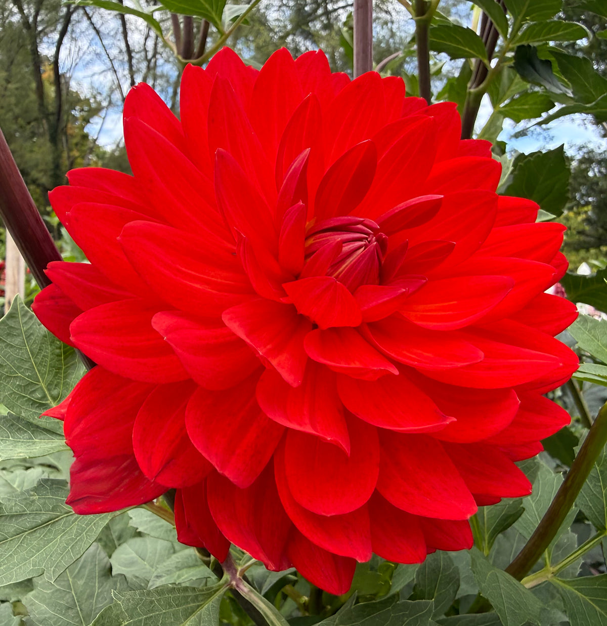 Taratahi Ruby - Tuber
