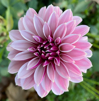 Salish Twilight Girl - Tuber