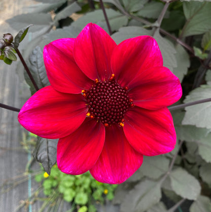 Bloomquist Rich Color - Tuber