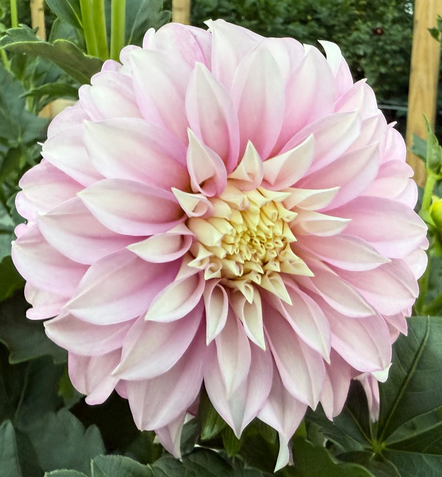 Verrone’s DF - Tuber