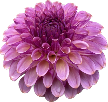 Ferncliff Thunder - Tuber